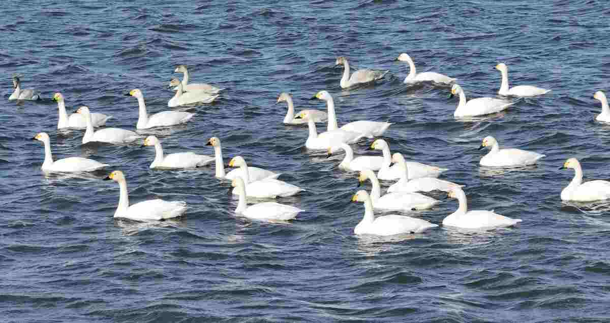 夢見鵝在水裏遊：解夢大師深度解析，從《周公解夢》到實證經驗
