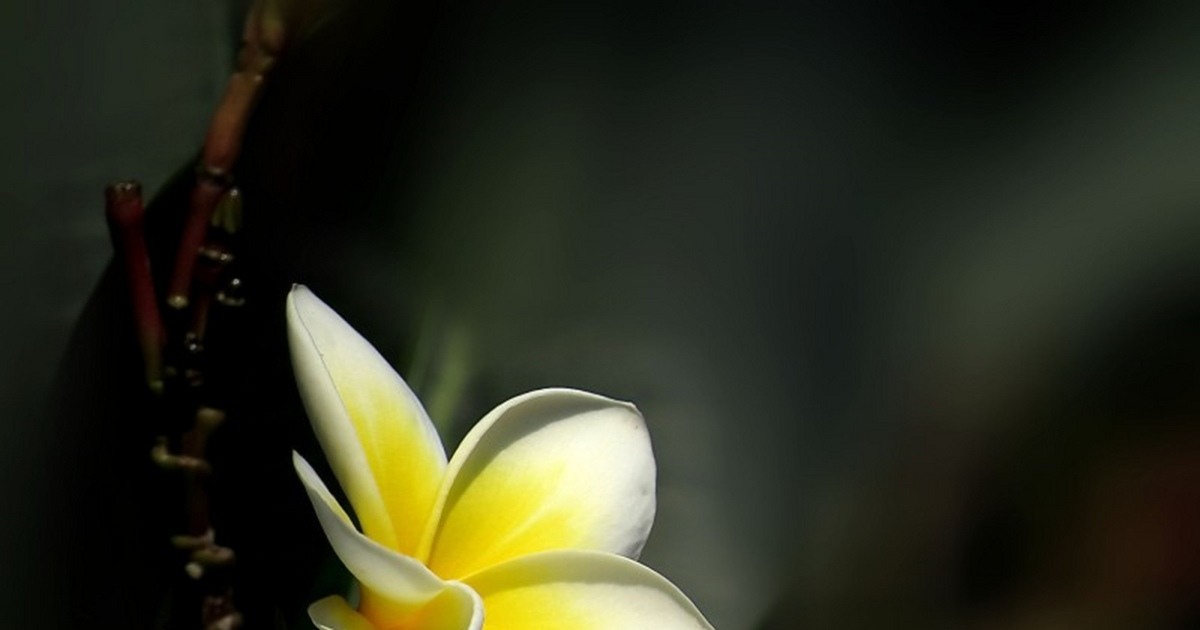 夢見黑色的花是什麼意思？資深解夢師結合《周公解夢》深度解析