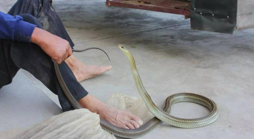 夢見身子底下有蛇？10年解夢師結合《周公解夢》深度揭秘吉凶徵兆