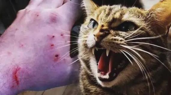 解夢大解析：夢見女兒被貓咬出血，是福是禍？周公來解答！