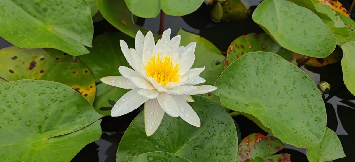 夢見睡蓮在河裏漂著：從古籍到現實的深度解讀