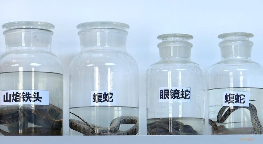 梦见蛇装在瓶子里：周公解梦深度解析与20年案例经验分享