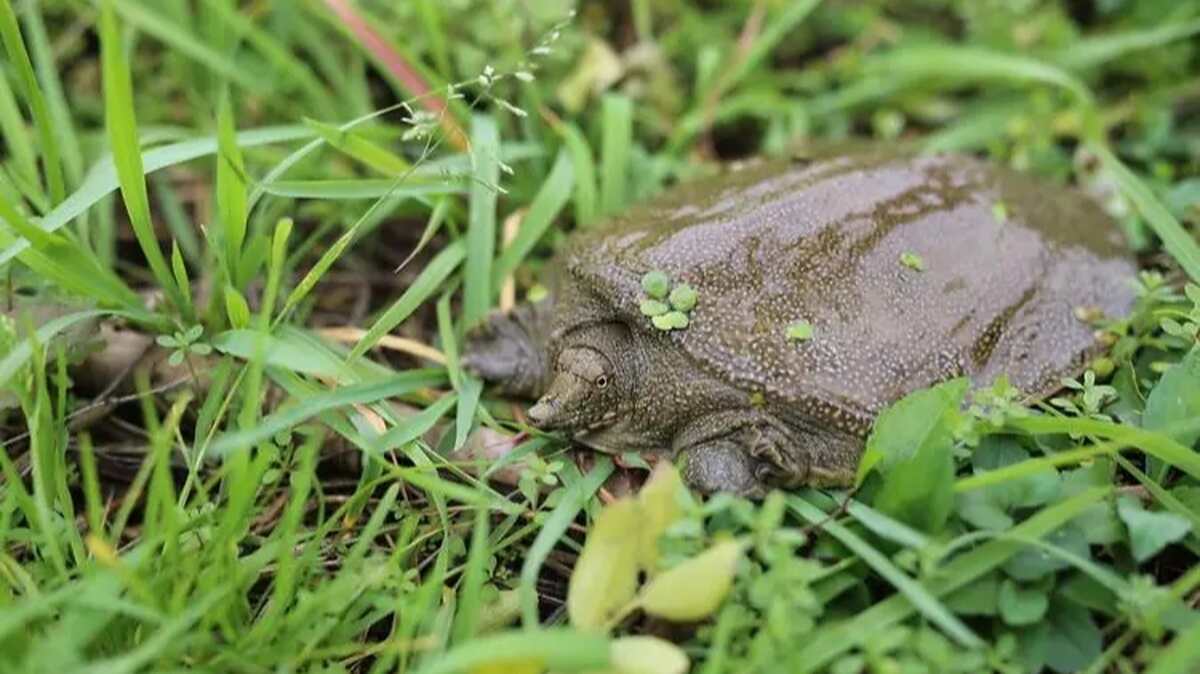 梦见甲魚鱉的寓意解析：从《周公解梦》经典到个人十年经验分享