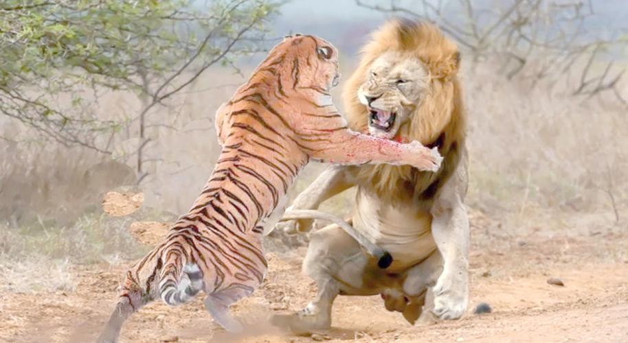 夢見老虎朝自己撲來？資深解夢師20年經驗解析吉凶與啟示