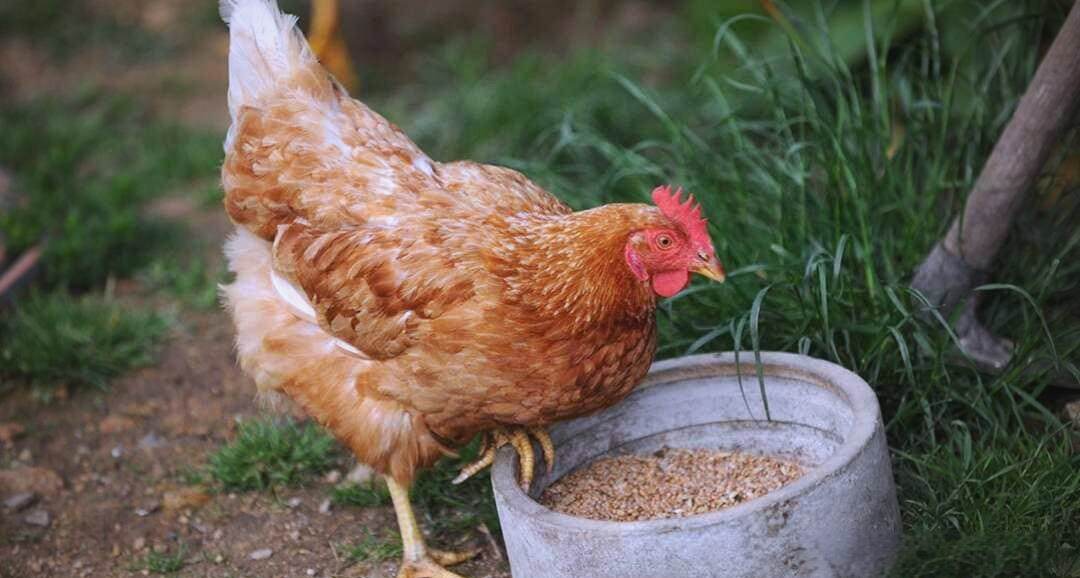 夢見一隻漂亮的母雞？解夢專家帶你探索吉祥預兆與生活啟示！