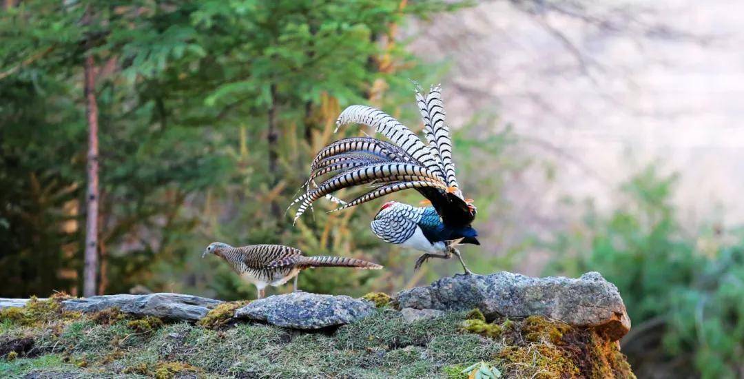 夢見抓住野雞的深層解析：從傳統解夢到現代啟示相关图片