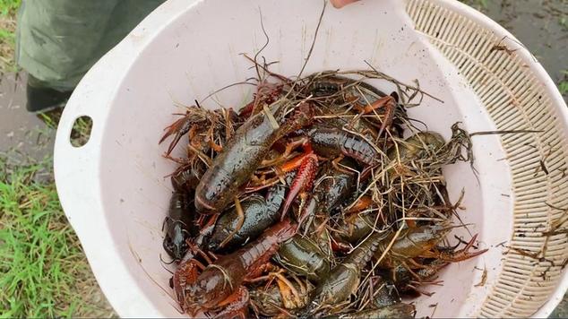 夢見龍蝦跑了？別慌！解夢達人帶你輕鬆看懂潛意識訊號相关图片