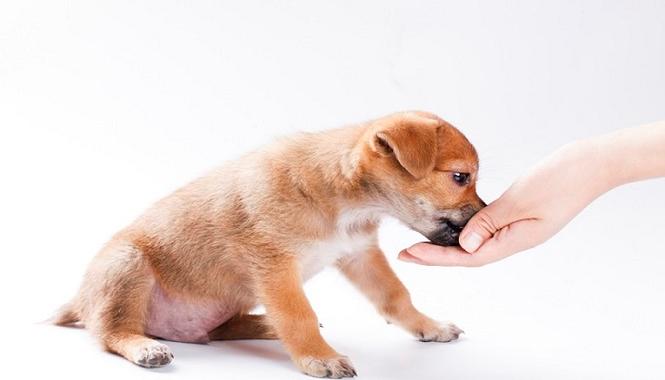 孕婦夢見小黃狗代表什麼？周公解夢專業解析與溫馨提醒
