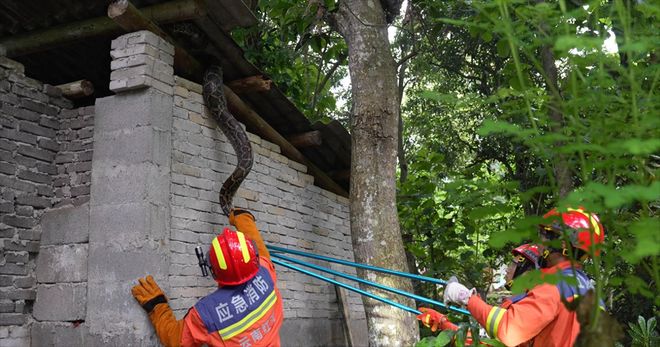 夢見蛇進屋被驅趕：是好是壞？周公解夢深度解析與生活啟示相关图片